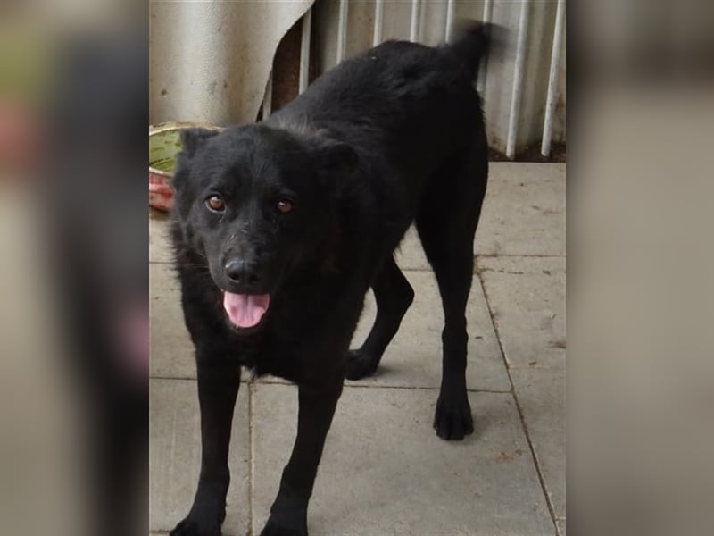 BENCE, freundlicher und schlauer Hundemann