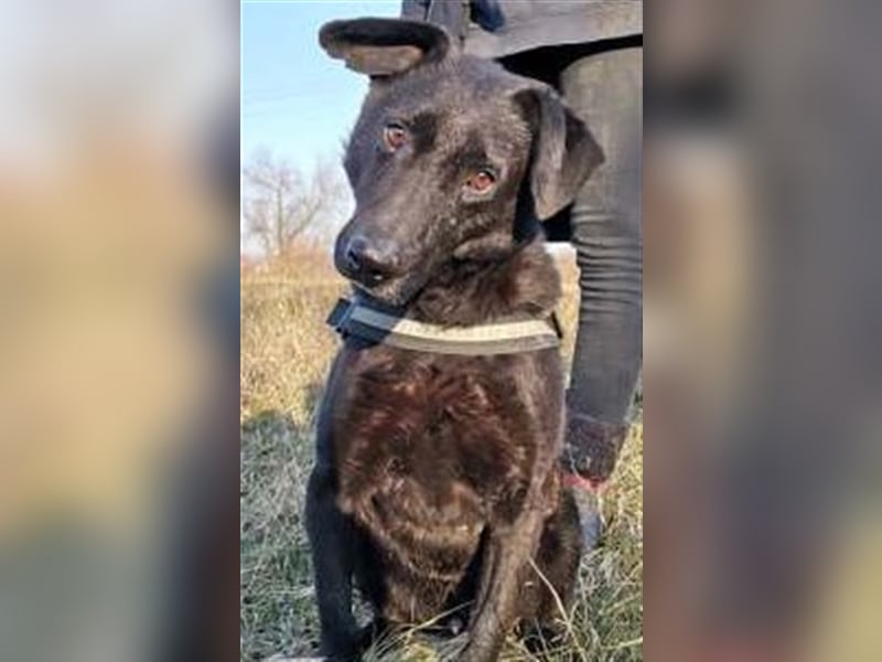 BENI, süßer Schmuser sucht kuschelfreudige Familie