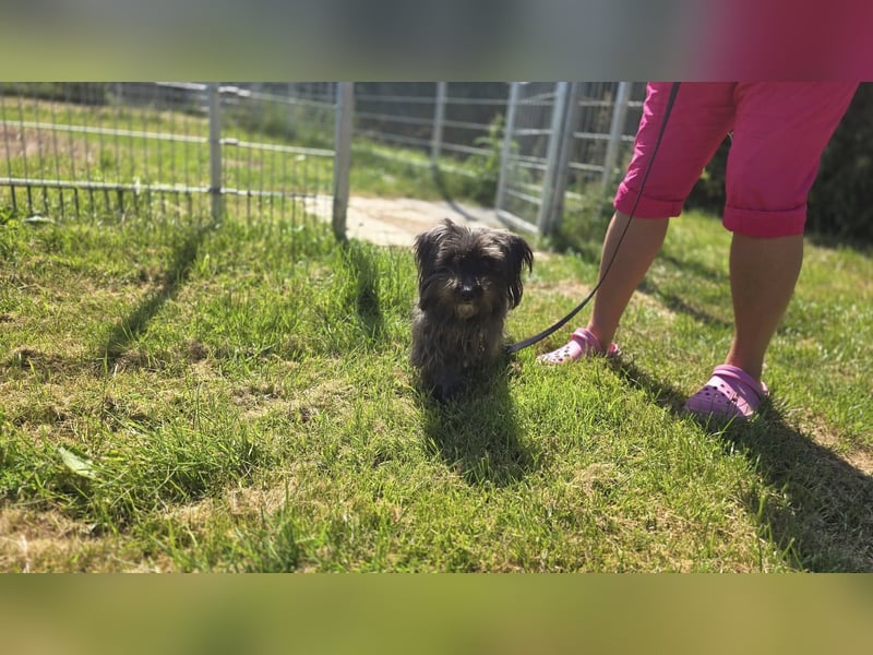 Senior Lenny sucht Zuhause oder Pflegestelle