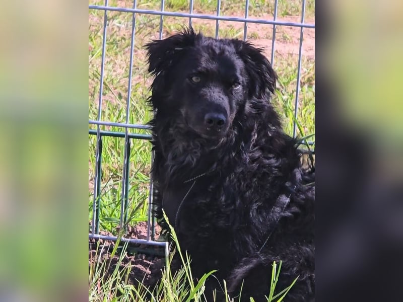 Wunderschöner Loki sucht Pflegestelle oder ruhiges Zuhause