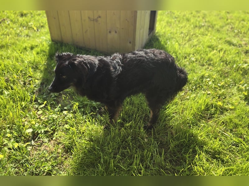 Wunderschöner Loki sucht Pflegestelle oder ruhiges Zuhause