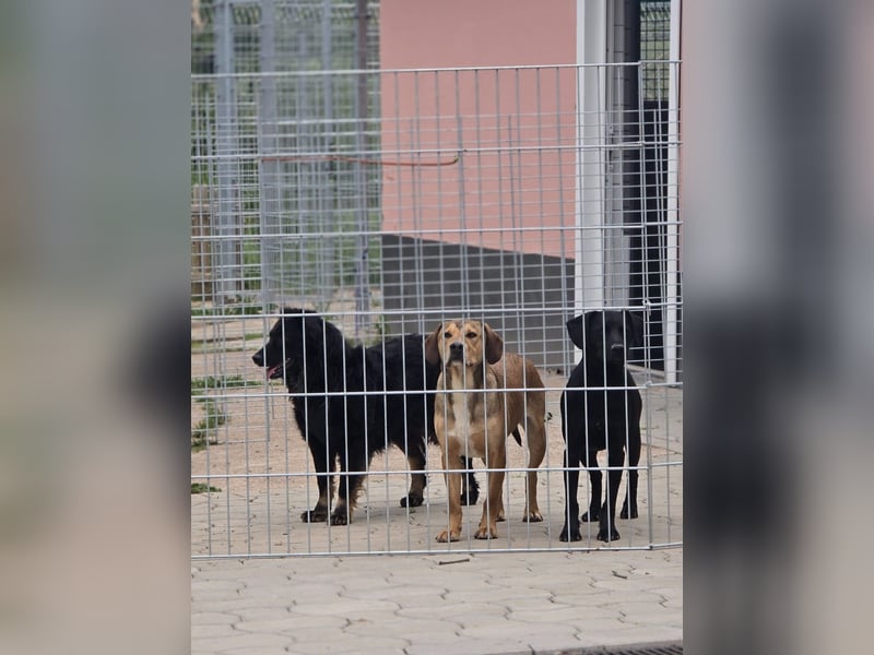 Wunderschöner Loki sucht Pflegestelle oder ruhiges Zuhause