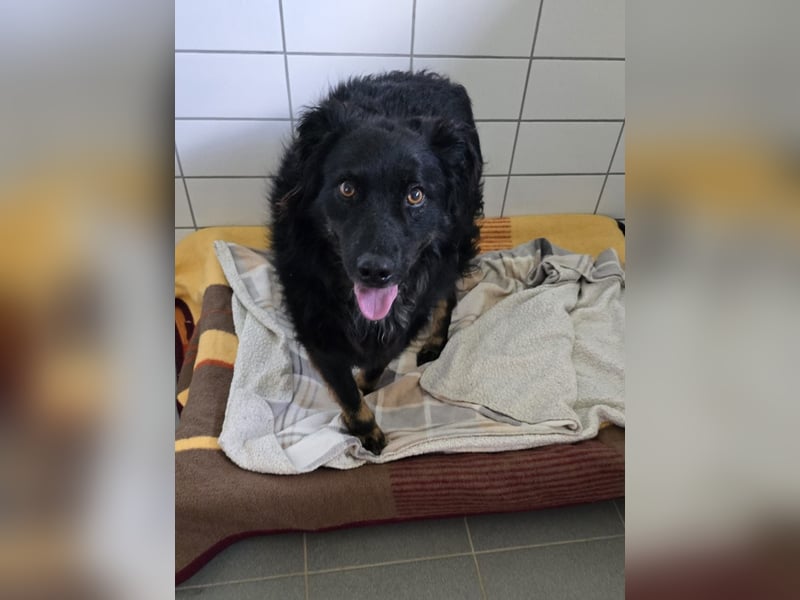 Wunderschöner Loki sucht Pflegestelle oder ruhiges Zuhause