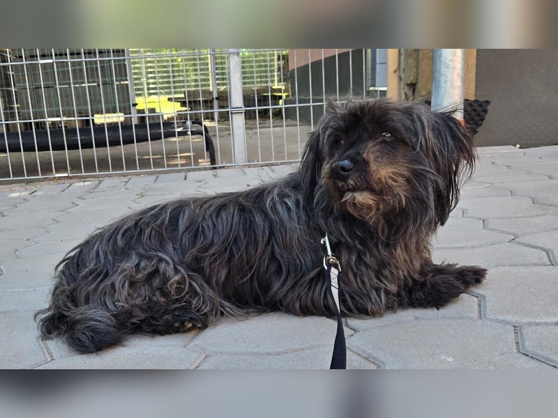 Senior Lenny sucht Zuhause oder Pflegestelle