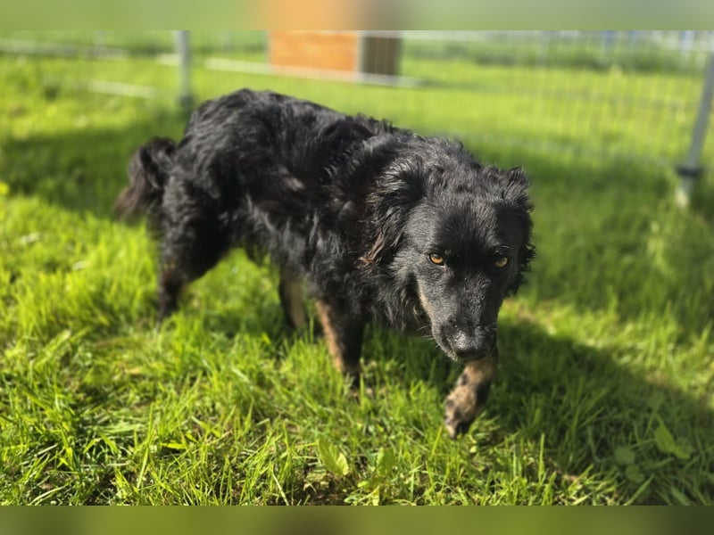 Wunderschöner Loki sucht Pflegestelle oder ruhiges Zuhause