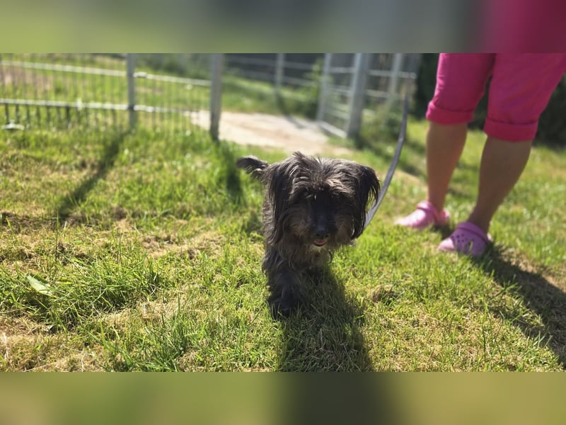 Senior Lenny sucht Zuhause oder Pflegestelle