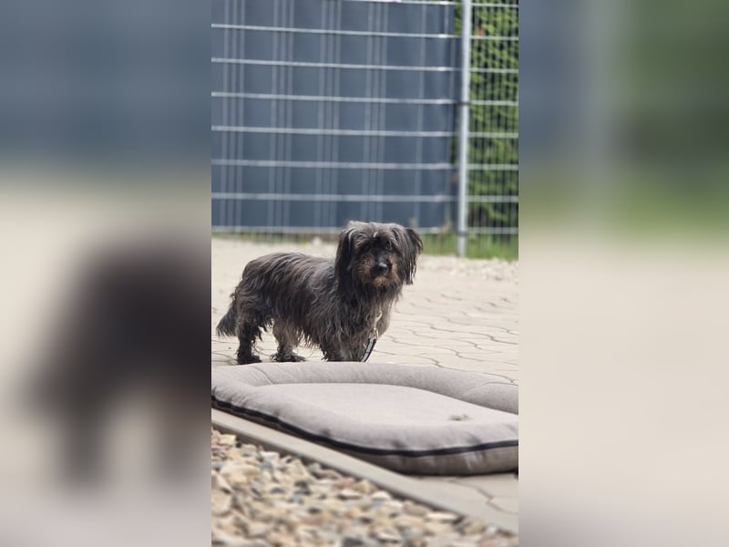 Senior Lenny sucht Zuhause oder Pflegestelle