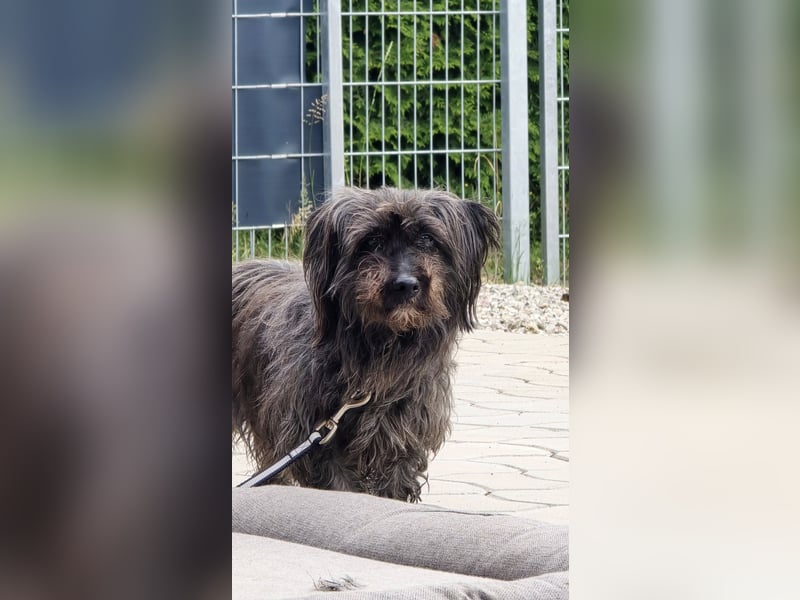 Senior Lenny sucht Zuhause oder Pflegestelle