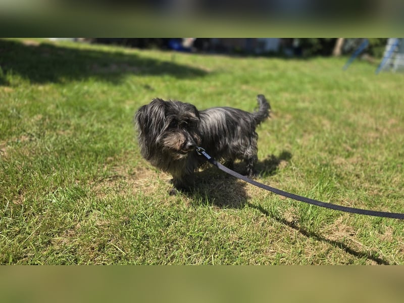Senior Lenny sucht Zuhause oder Pflegestelle
