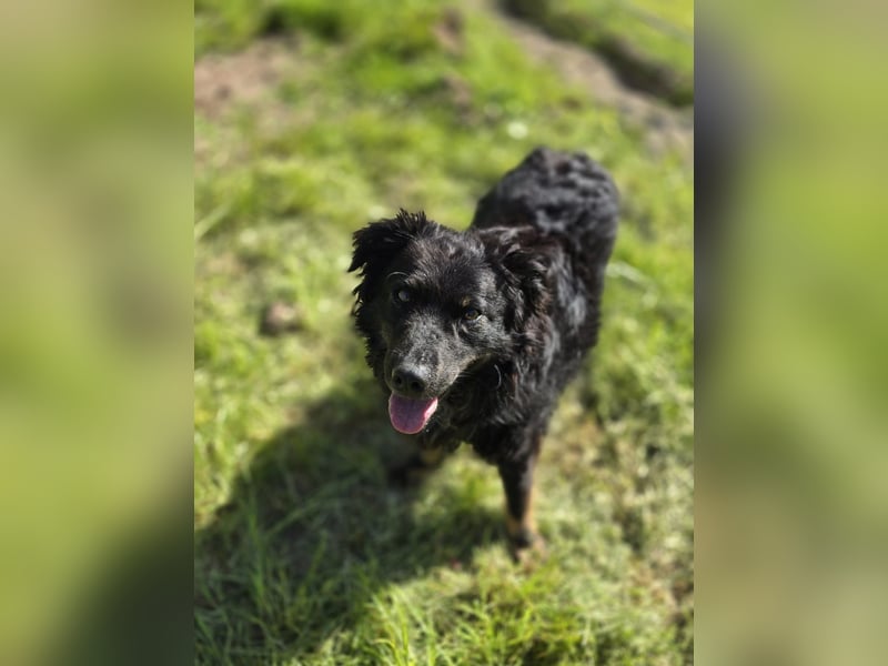 Wunderschöner Loki sucht Pflegestelle oder ruhiges Zuhause