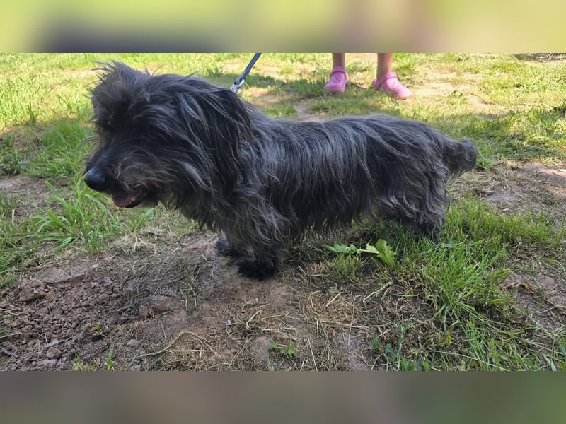 Senior Lenny sucht Zuhause oder Pflegestelle
