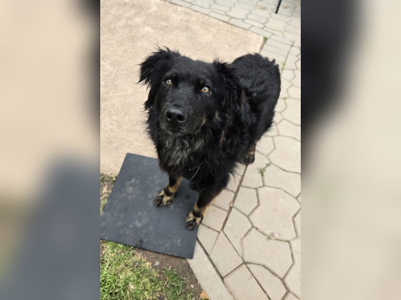Wunderschöner Loki sucht Pflegestelle oder ruhiges Zuhause