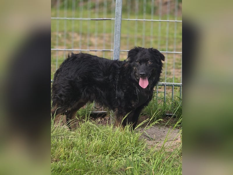 Wunderschöner Loki sucht Pflegestelle oder ruhiges Zuhause