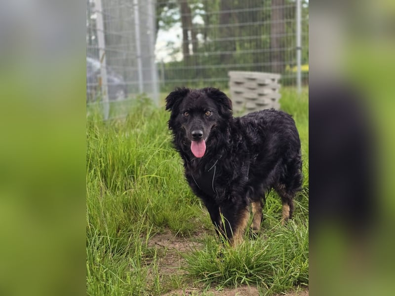 Wunderschöner Loki sucht Pflegestelle oder ruhiges Zuhause