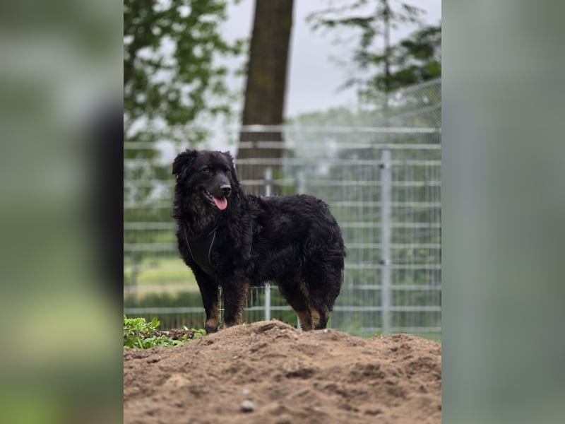 Wunderschöner Loki sucht Pflegestelle oder ruhiges Zuhause