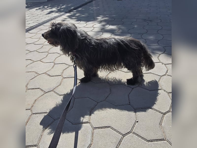 Senior Lenny sucht Zuhause oder Pflegestelle