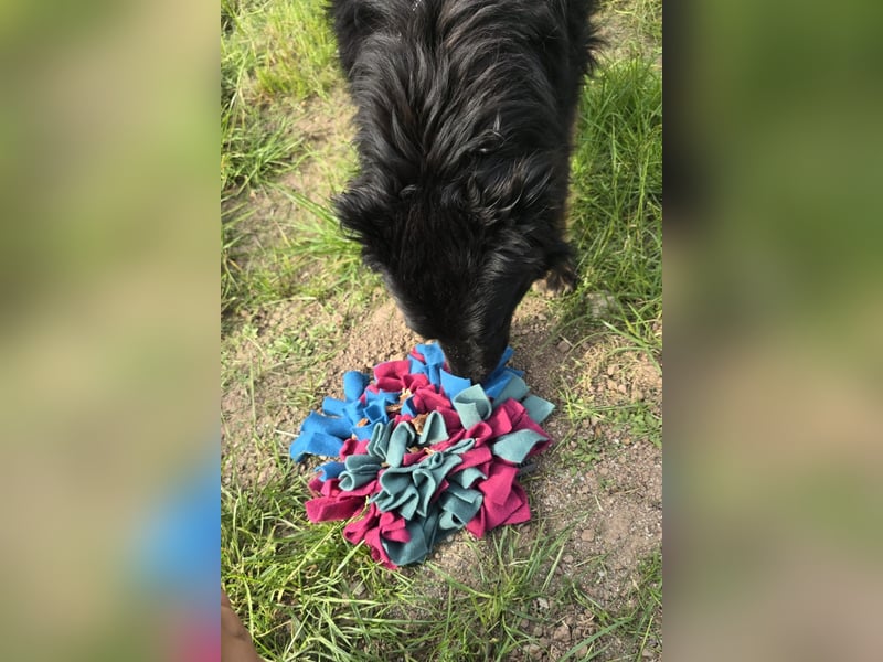 Wunderschöner Loki sucht Pflegestelle oder ruhiges Zuhause