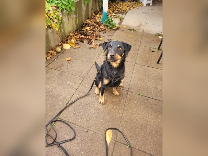 Günni - ein besonderer Hund sucht seine Menschen