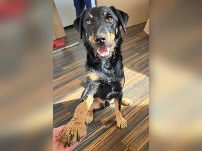 Günni - ein besonderer Hund sucht seine Menschen