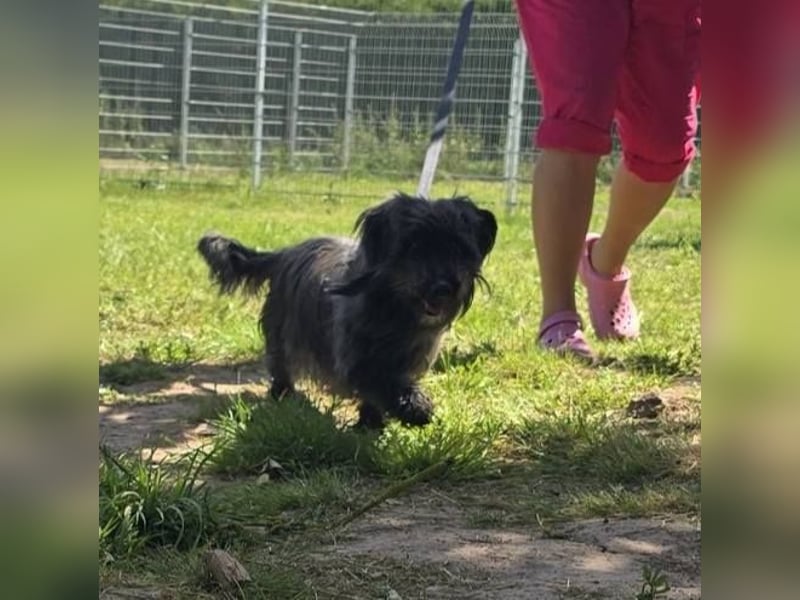Senior Lenny sucht Zuhause oder Pflegestelle