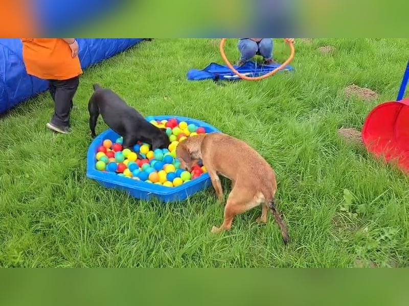 Timi will raus und lernen!