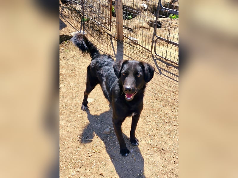 CHEWIE - schüchterner Junggeselle wartet auf sein warmes Körbchen