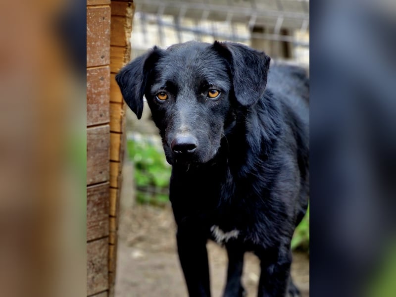 CHEWIE - schüchterner Junggeselle wartet auf sein warmes Körbchen