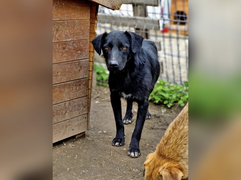 CHEWIE - schüchterner Junggeselle wartet auf sein warmes Körbchen