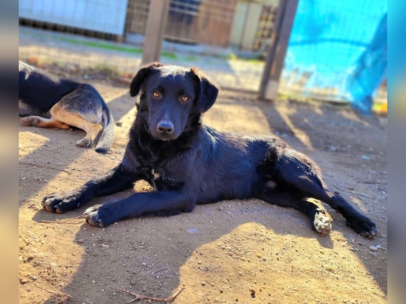 CHEWIE - schüchterner Junggeselle wartet auf sein warmes Körbchen