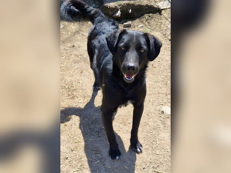 CHEWIE - schüchterner Junggeselle wartet auf sein warmes Körbchen