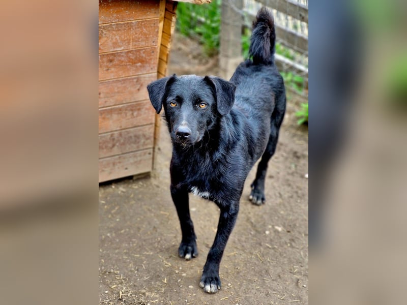 CHEWIE - schüchterner Junggeselle wartet auf sein warmes Körbchen