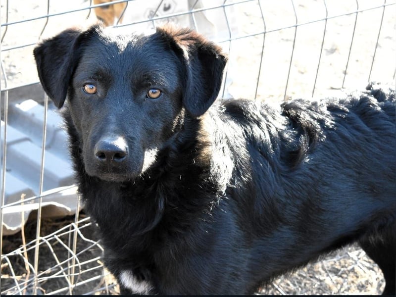CHEWIE - schüchterner Junggeselle wartet auf sein warmes Körbchen