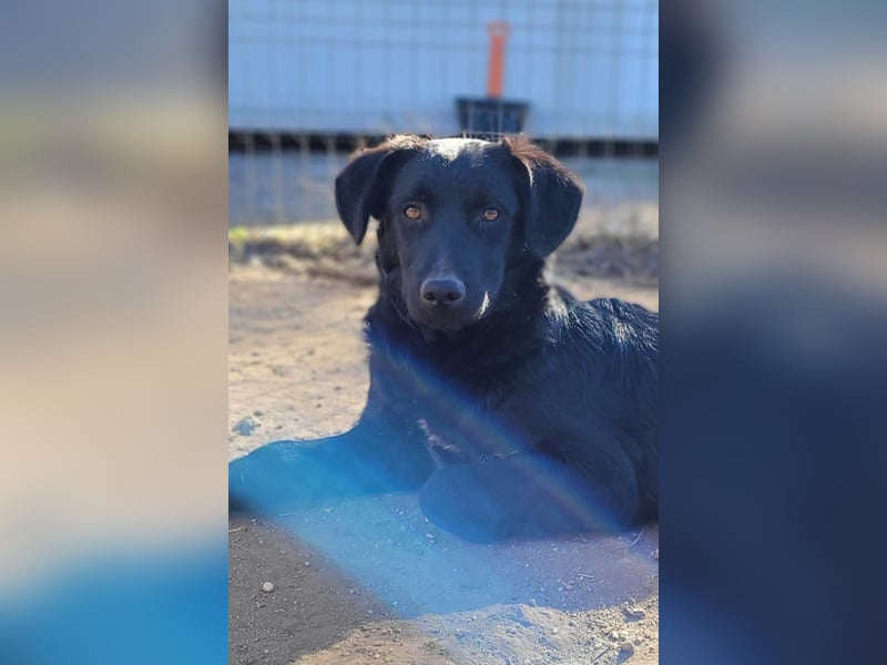 CHEWIE - schüchterner Junggeselle wartet auf sein warmes Körbchen