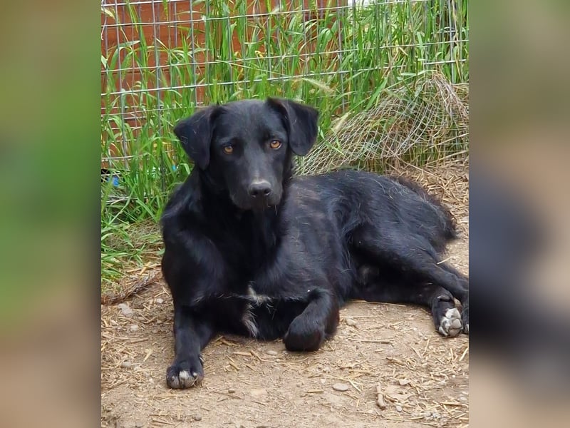 CHEWIE - schüchterner Junggeselle wartet auf sein warmes Körbchen