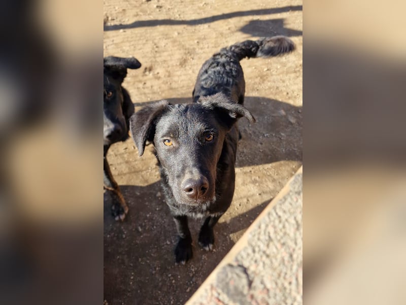 CHEWIE - schüchterner Junggeselle wartet auf sein warmes Körbchen