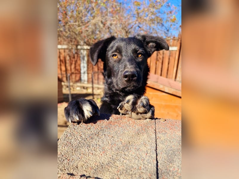 CHEWIE - schüchterner Junggeselle wartet auf sein warmes Körbchen