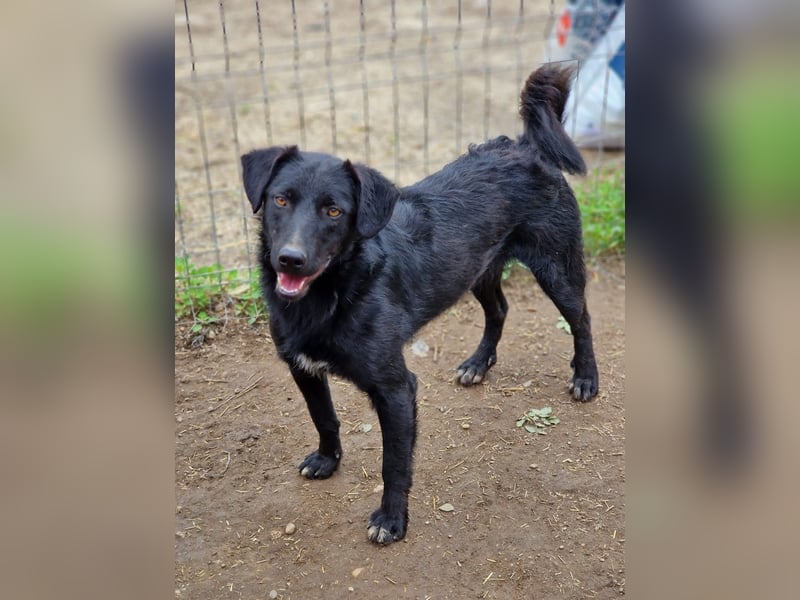 CHEWIE - schüchterner Junggeselle wartet auf sein warmes Körbchen