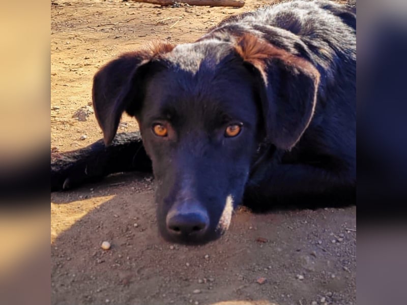 CHEWIE - schüchterner Junggeselle wartet auf sein warmes Körbchen