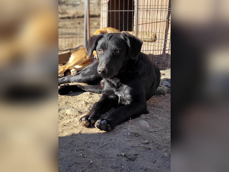 CHEWIE - schüchterner Junggeselle wartet auf sein warmes Körbchen