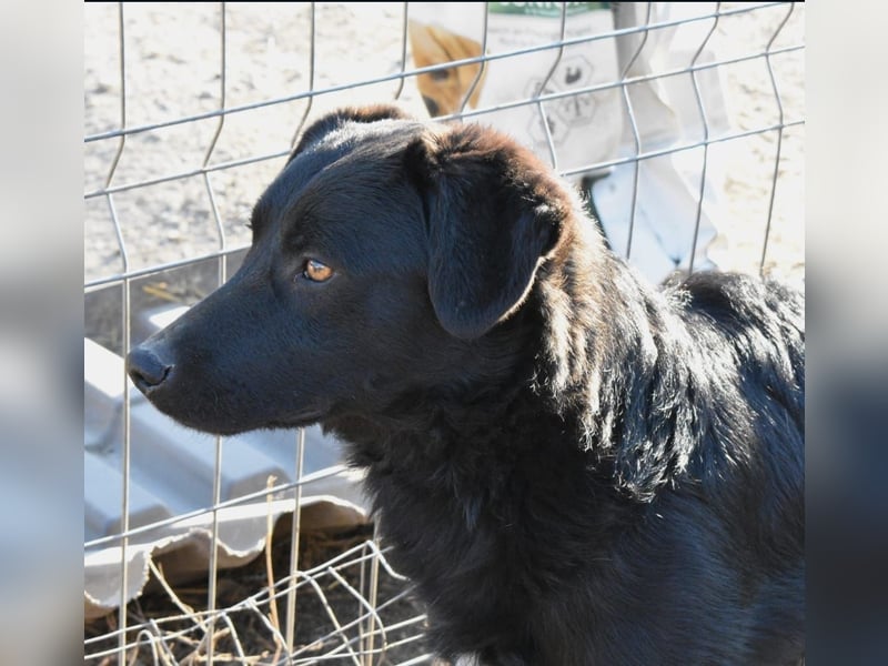 CHEWIE - schüchterner Junggeselle wartet auf sein warmes Körbchen
