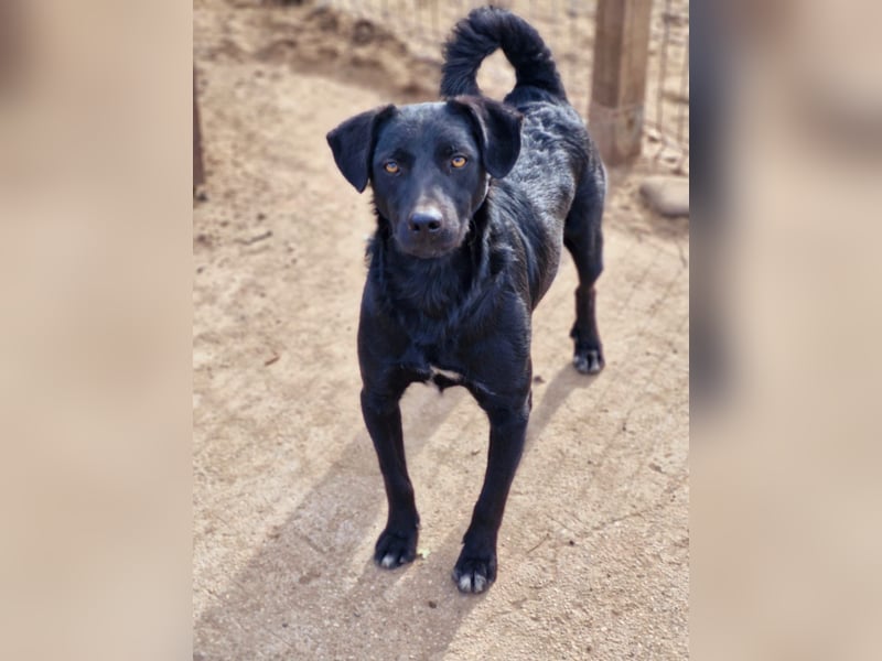 CHEWIE - schüchterner Junggeselle wartet auf sein warmes Körbchen