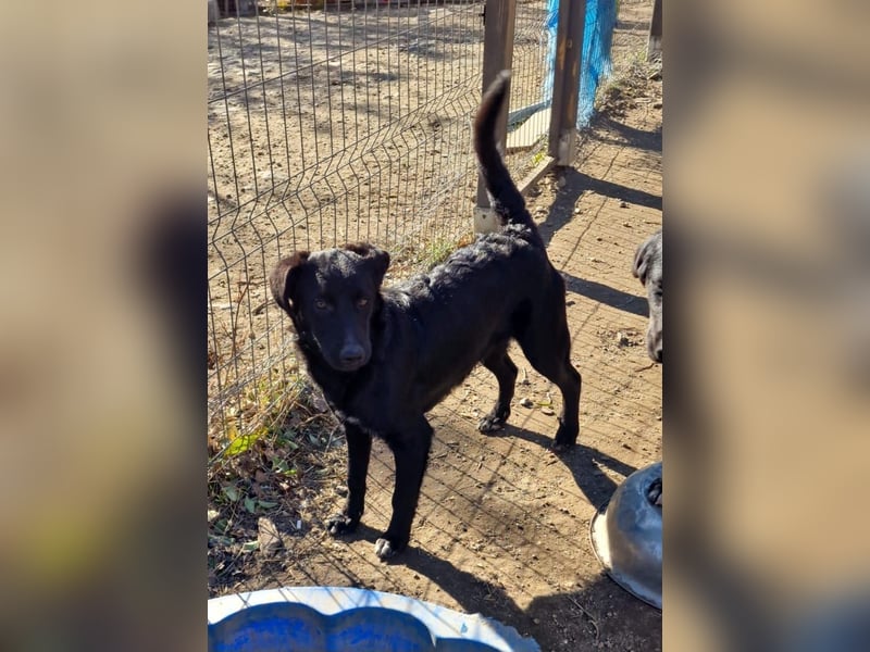 CHEWIE - schüchterner Junggeselle wartet auf sein warmes Körbchen