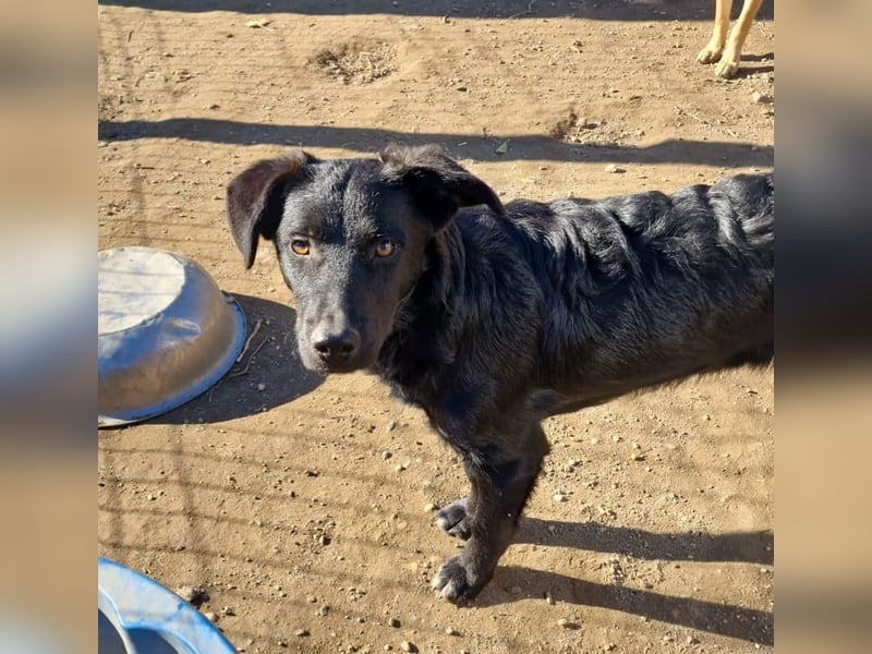 CHEWIE - schüchterner Junggeselle wartet auf sein warmes Körbchen