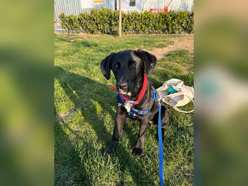 Karam, liebevoller schwarzer Labrador Mix sucht ein zu Hause
