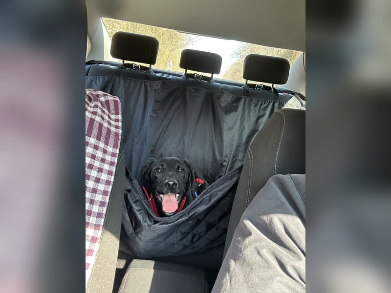 Karam, liebevoller schwarzer Labrador Mix sucht ein zu Hause