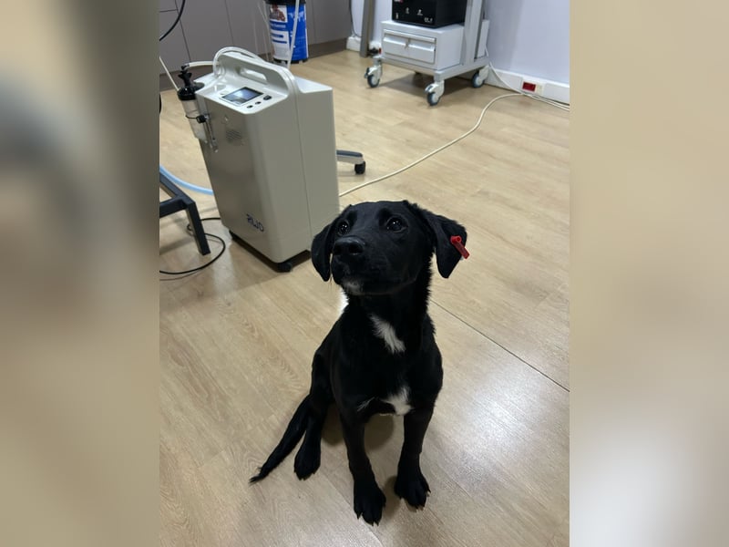 Karam, liebevoller schwarzer Labrador Mix sucht ein zu Hause