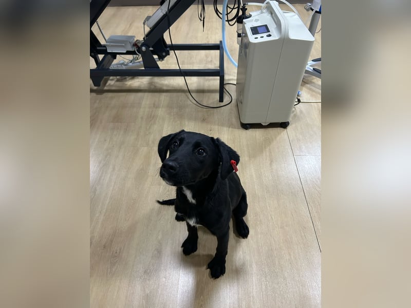 Karam, liebevoller schwarzer Labrador Mix sucht ein zu Hause