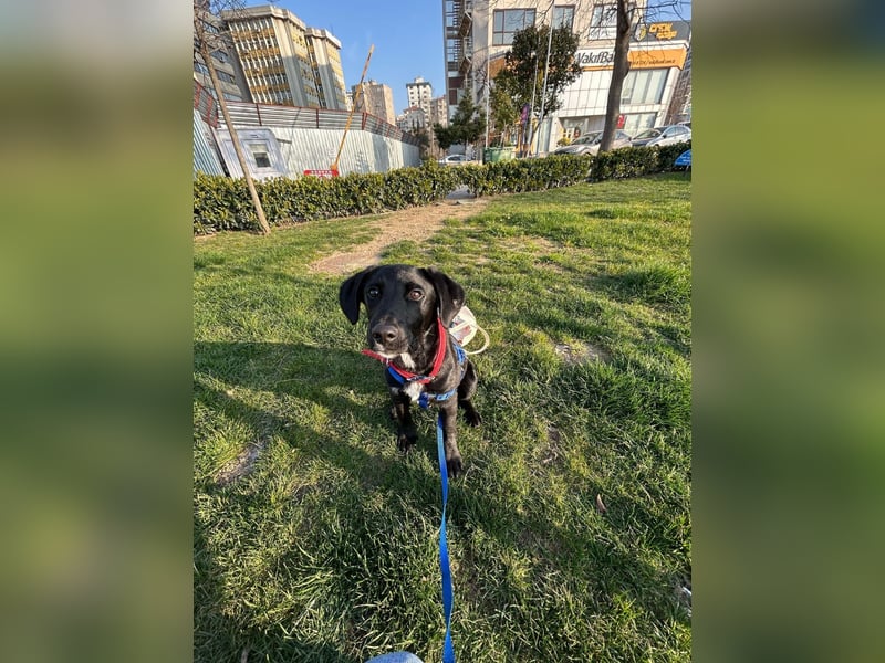 Karam, liebevoller schwarzer Labrador Mix sucht ein zu Hause