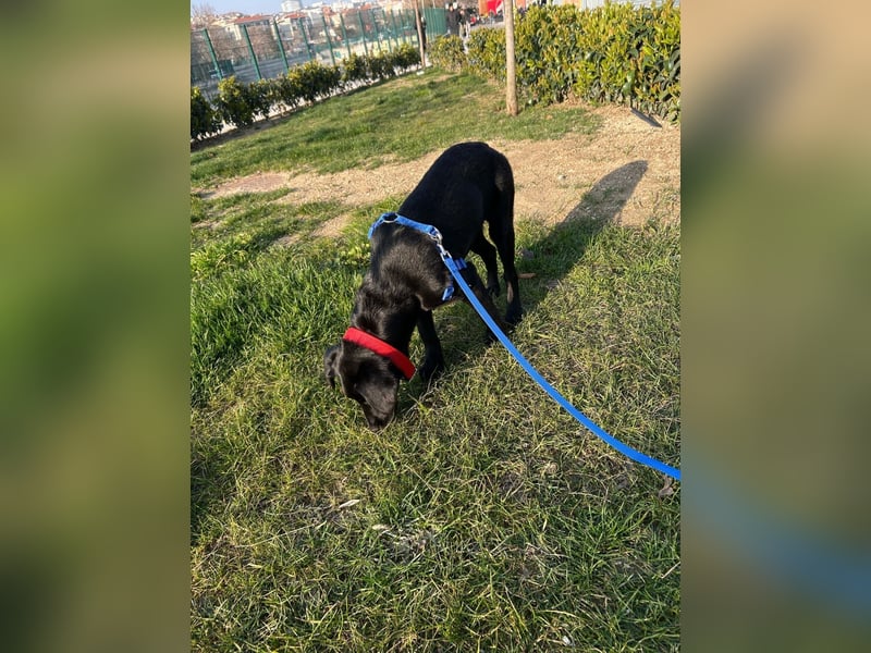 Karam, liebevoller schwarzer Labrador Mix sucht ein zu Hause
