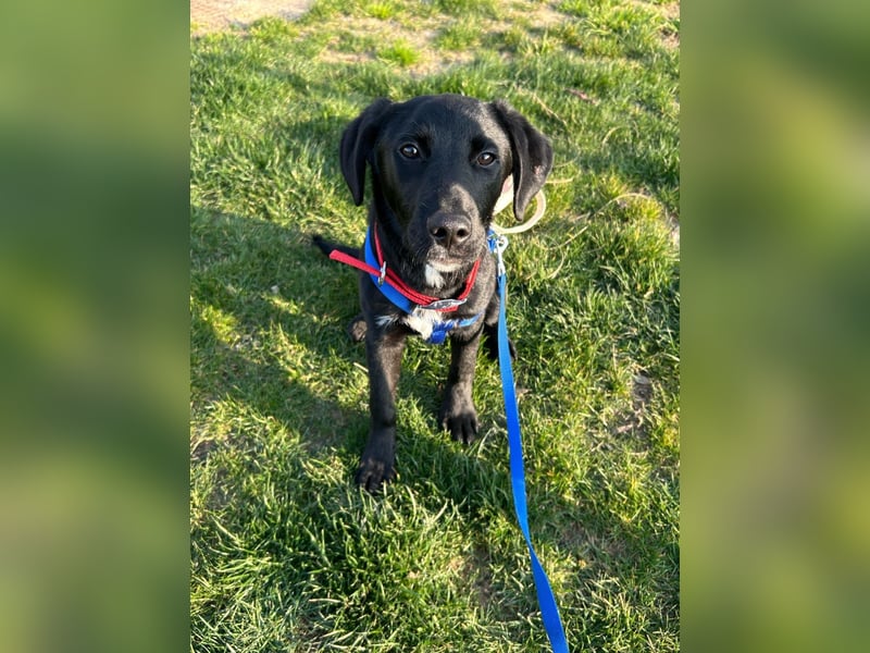 Karam, liebevoller schwarzer Labrador Mix sucht ein zu Hause